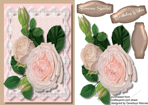 Beautiful pink Roses on Lace 