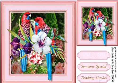 Stunning Parrots in Pink Frame 