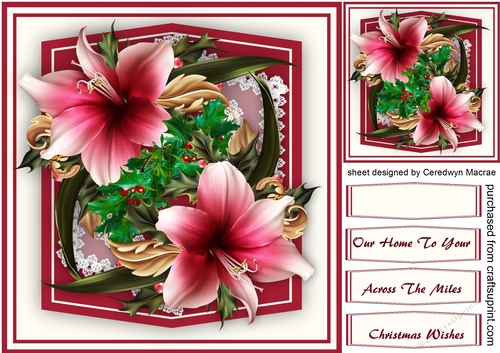 Beautiful Chrismas Amaryllis 
