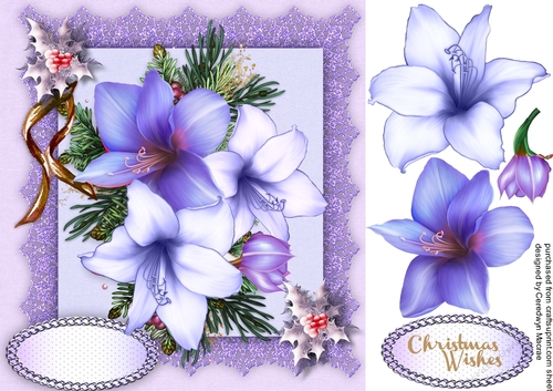 Beautiful Lilac Festive Amaryllis 