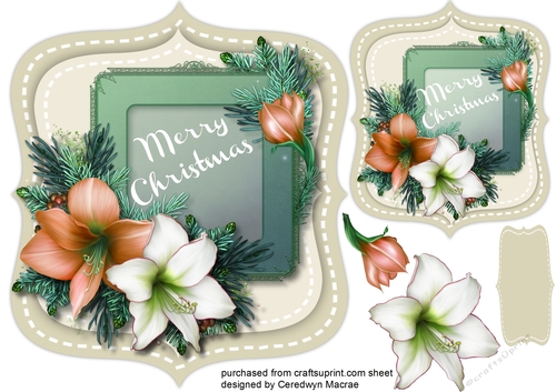 Beautiful  Golden  Festive Amaryllis on a shaped mat 