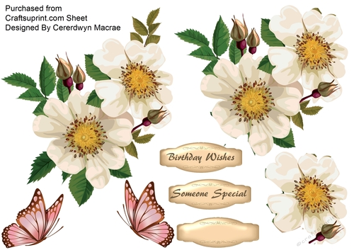 Beautiful White Brier Roses 