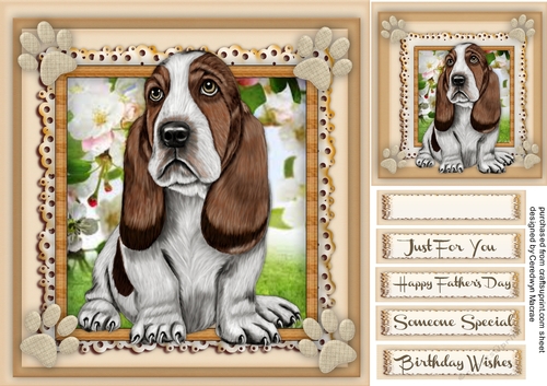 Lovely Barnet Basset Hound 