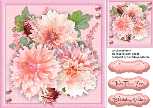 Stunning Pink Dahlias