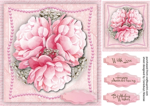 Beautiful Pink Peony Roses 