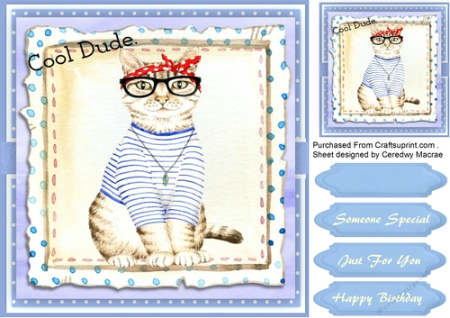 Beautiful Cool Dude Cat  