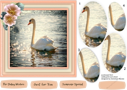 Beautifukl Swan in the Sunlight ( Pyramid)