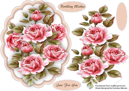 Beautiful Pink Klien Roses 