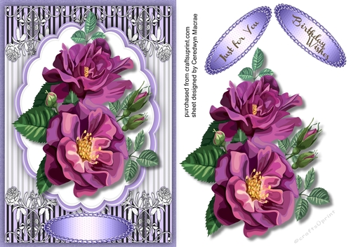 Beautiful Lilac Rosss 