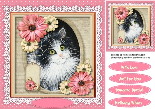 Stunning Kitten in a oval Frame 
