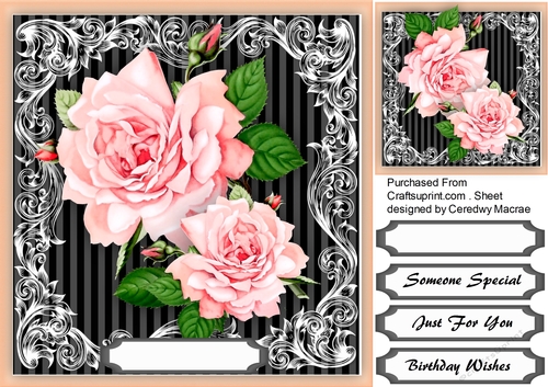 Beautiful Pink Drama Rose 
