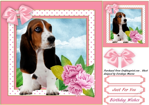 Beautiful Basset and Pink Roses