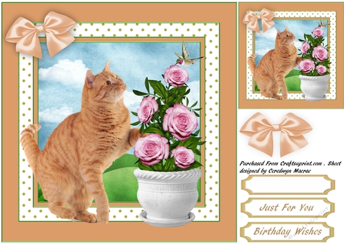 Beautiful Cat and the Humming Bird 