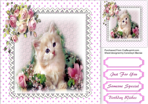Beautiful Kittens and Pink Ross 