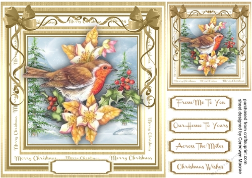 Beautiful Robin on Holly Branch