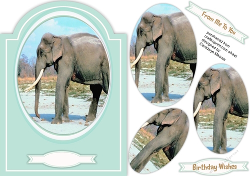 Beautiful Elephant in the Wild 