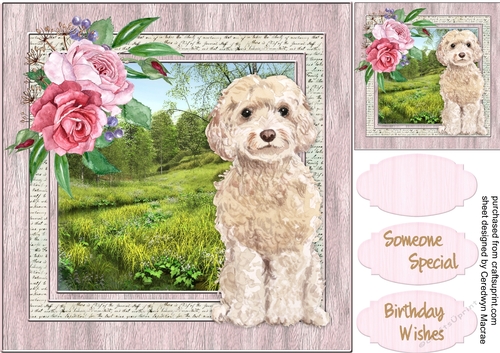 Beautiful Champagne Cock-a-Poodle 