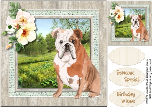 Beautiful English Bulldog 