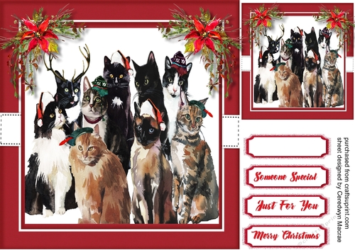 Photo Call, Cats in the Christmas Hats 