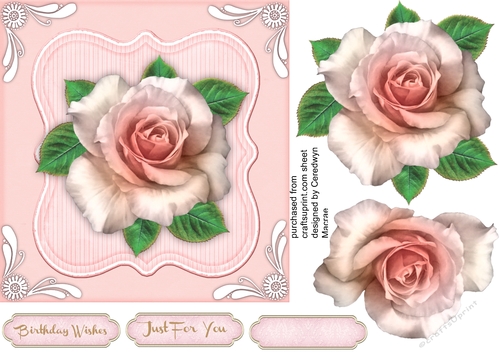 Lovely Pink Rose with White Corner  