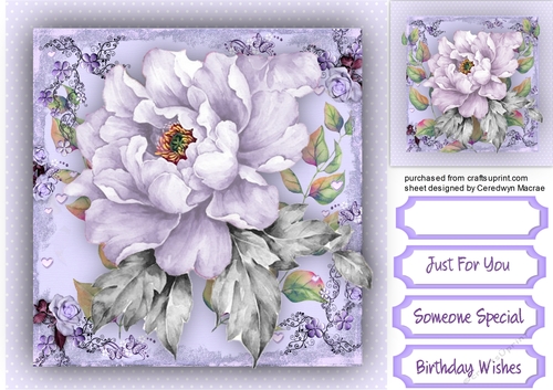 Beautiful Lilac Passion 