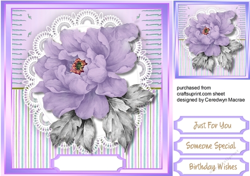 Beautiful Lilac rose on lace 