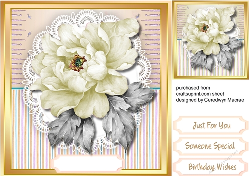 Beautiful Cream rose on lace 