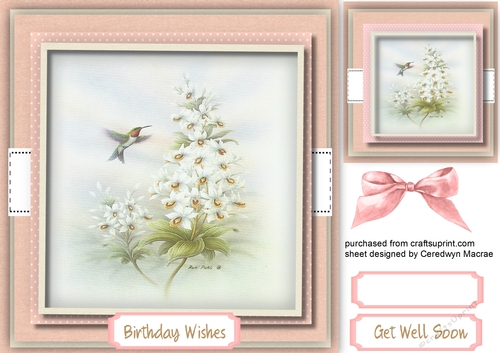Beautiful Humming Birds and White Orchids