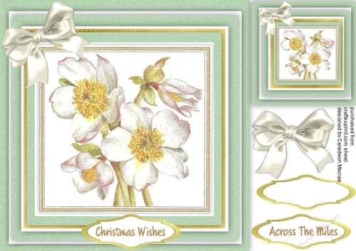 Beautiful Christmas Roses 
