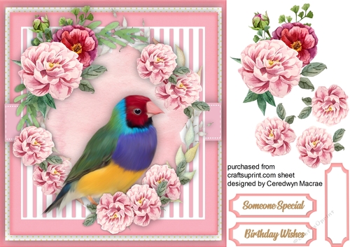 Beautiful Gouldlan Finch
