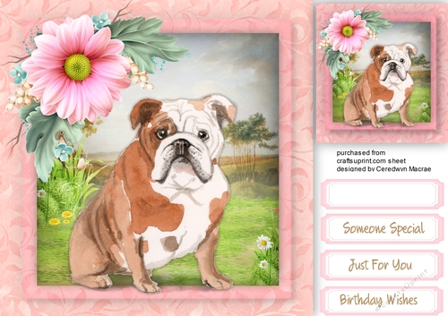 Beautiful Peek English Bull Dog and Blush Rose 
