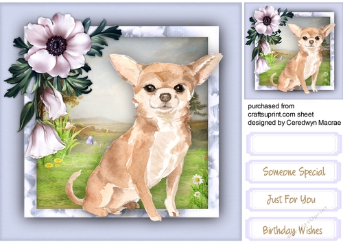 Beautiful Chihuahua and Winter Roses