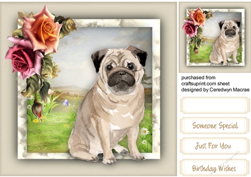 Beautiful Pug and Atumn  Roses