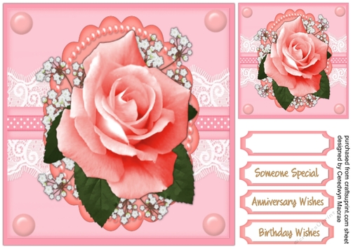 Beautiful Pink Rose 