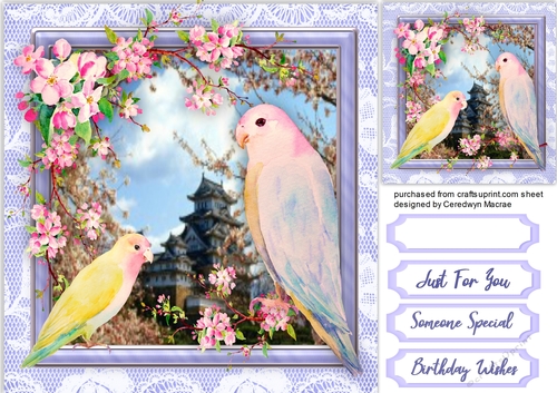 Beautiful Parotts and Blossom 