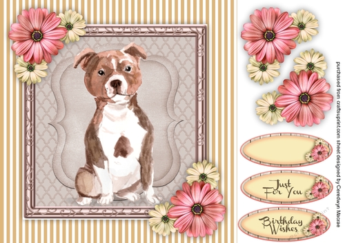 Beautiful Staffordshire Bull Dog 