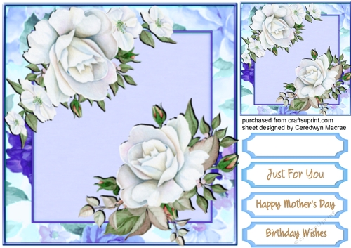 Beautiful White Rose  Dreams   