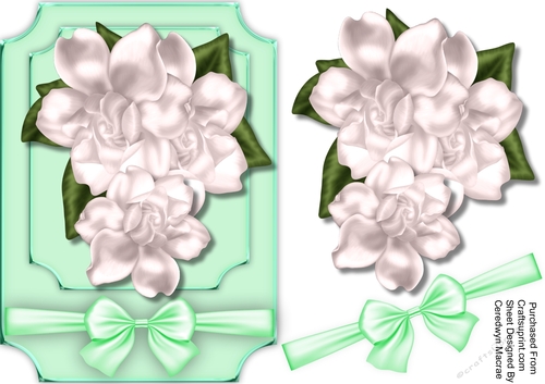 Beautiful White Magnolias 