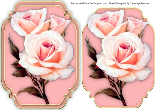 Beautiful Soft Pink  Roses 