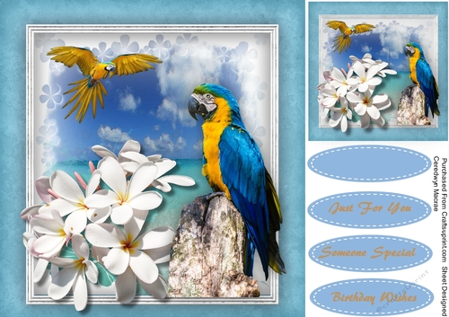 Beautiful White Frangipan  and Parrotts