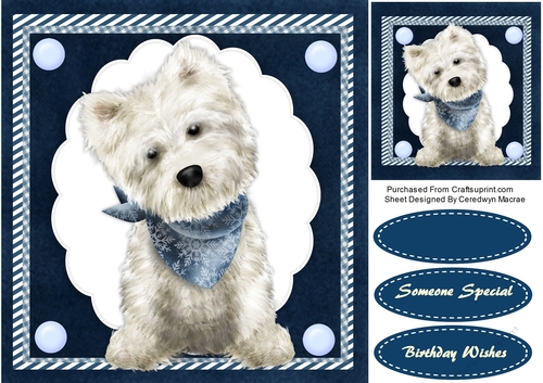 Lovely Westie
