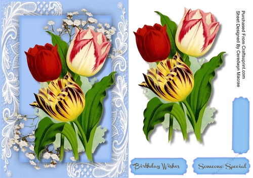 Beautiful Tulips  on Corner Lace 