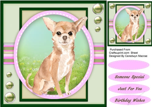 Gorgeous Chihuahua