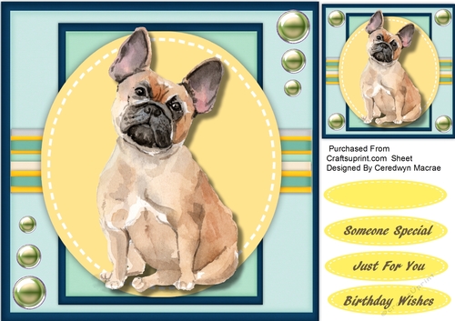 Gorgeous French Bulldog 