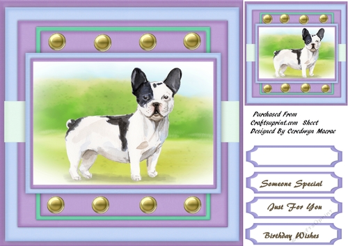 Gorgeous Black and White French Bulldog