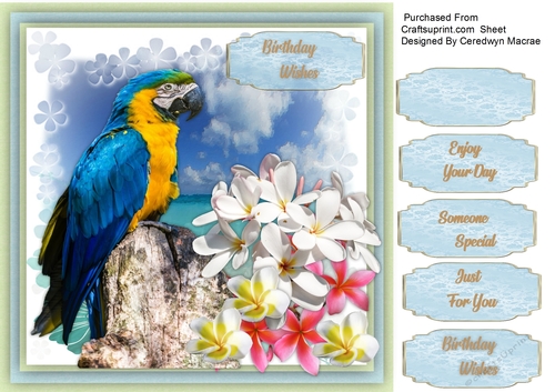  Beautiful Parrot on a Rock 