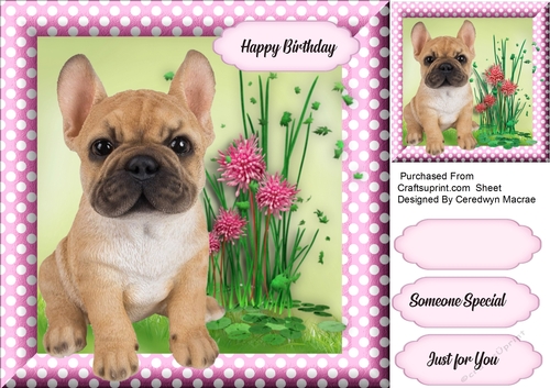 Beautiful French Bulldog Pup