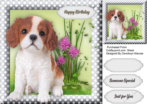 Beautiful King Charles Pup