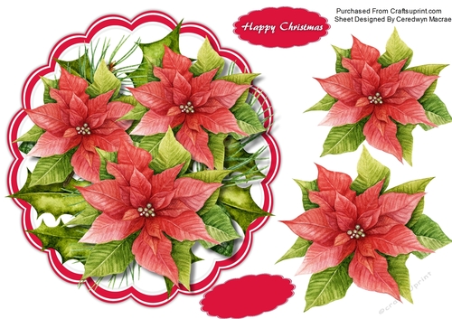 Beautiful Chistmas Poinsettias