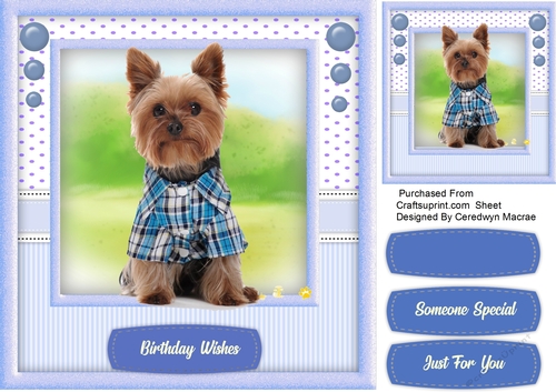 Cute Yorkie in Blue Coat